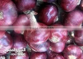 Giving You a Healthy Life From The Egyptian Onion photo-5