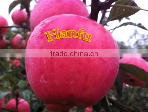 New 2016 Professional Delicious High Quality Fresh Red Hanfu Apple photo-3