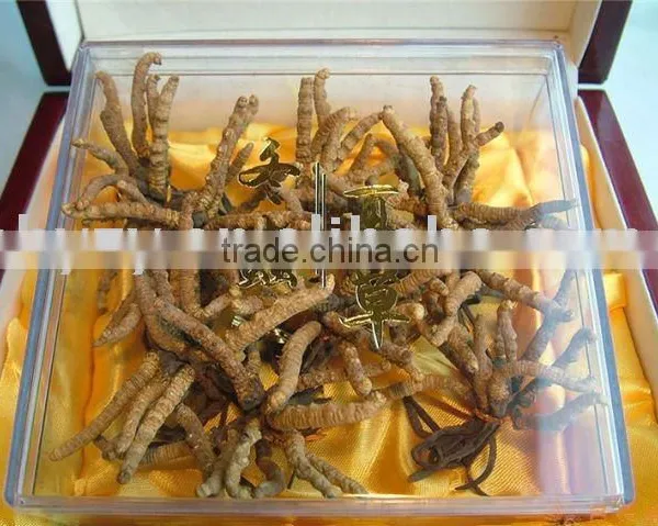 Healthcare Product Cordyceps Sinensis