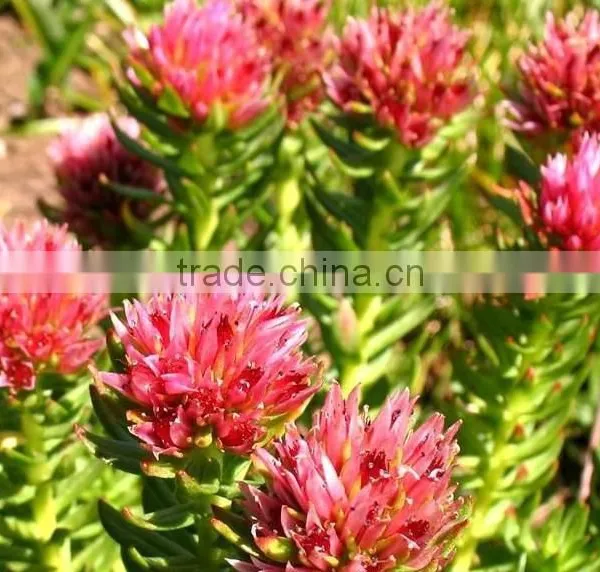 Good Price of Rhodiola Rosea Extract Powder Pure Salidrosides 1%/Rosavin 3% With the Best Quality photo-2