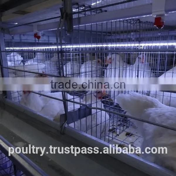 Poultry Cages photo-3