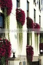SOL 2015 New Design Window Box Raised Garden Be3d Box Planter photo-3