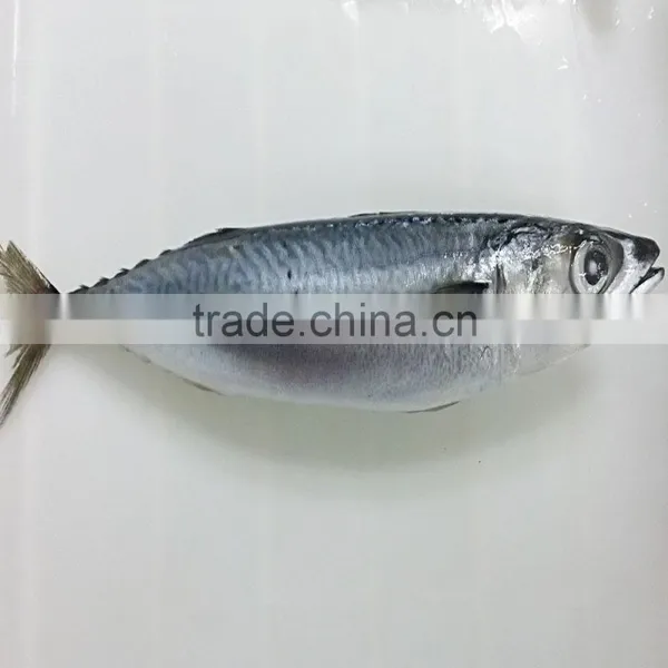 HACCP Mackerel Fish photo-2