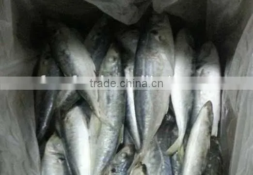 Frozen Pacific Horse Mackerel Hot Sale photo-2