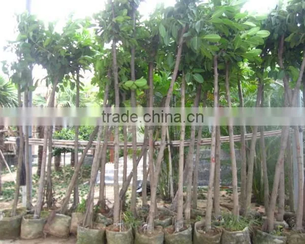 Ficus Benghalensis photo-4