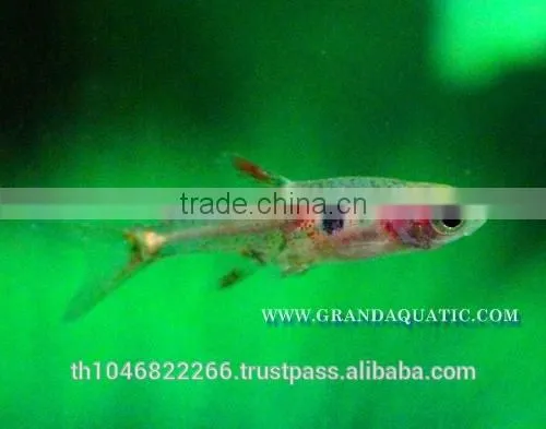 Dwawf Rasbora Fish For Sale and Export / Ornamental Fish Thailand photo-4
