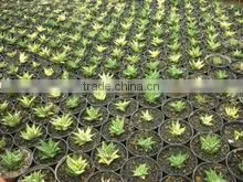 Natural Plant Haworthia Limifolia Variegated