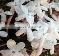 Jasmine Berry Oil photo-2