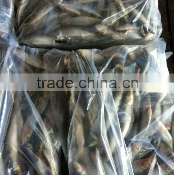 Frozen Sardine