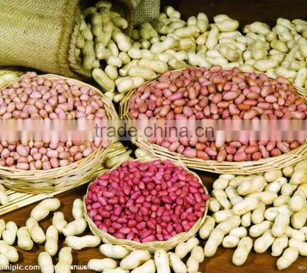 High Quality Peanut Grader/peanut Calibrator/peanut Calibrating Machine photo-2