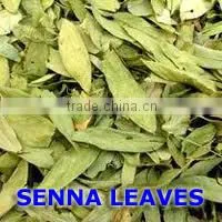 Senna Leaves photo-3