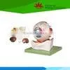 High Quality Medical Model for Biology Enlarged Eyeball Medical Model