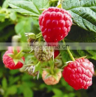 Raspberry Juice Powder 10:1 photo-2