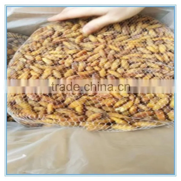 New Season Fresh IQF Frozen Silkworm photo-4