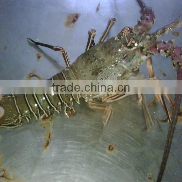 Live Green Spiny Lobster