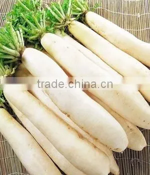 Top Quality Seeds Very Deliicious White Radish Radijs photo-2