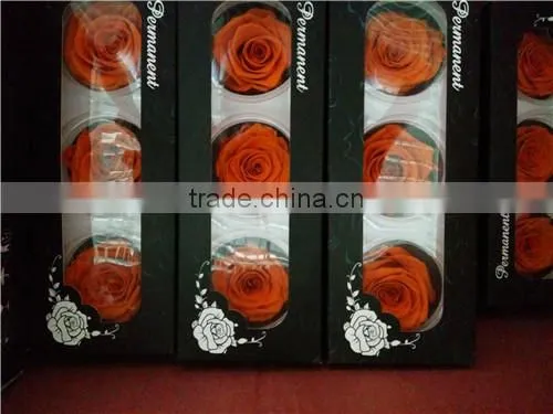 Eternal Rose Big Rose Head A Grade Preserved Rose 6-7 cm for Sale photo-5