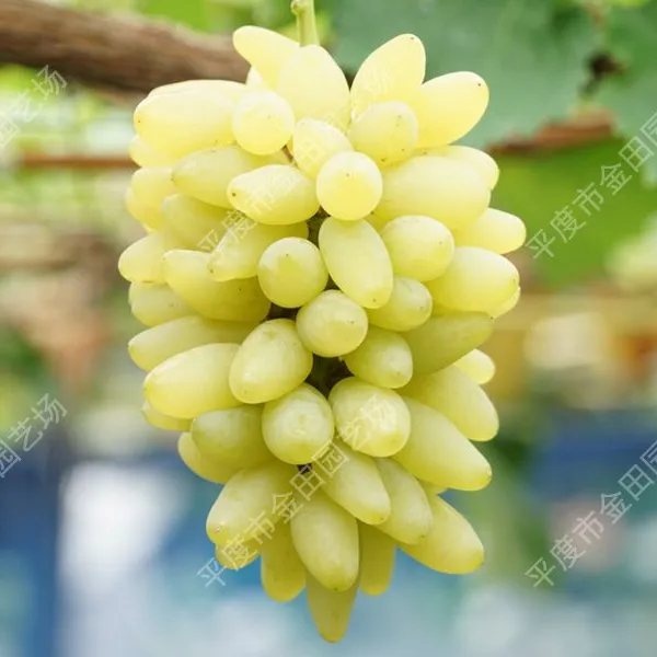 Golden Finger Grape Seedling Grape Vines