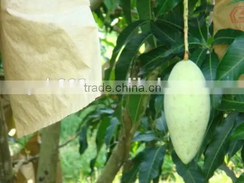 Malaysia Vietnam Sri Lanka Kraft Paper Mango Protection Bag photo-5