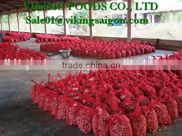 FRESH RED ONION _ FROM VIET NAM photo-2