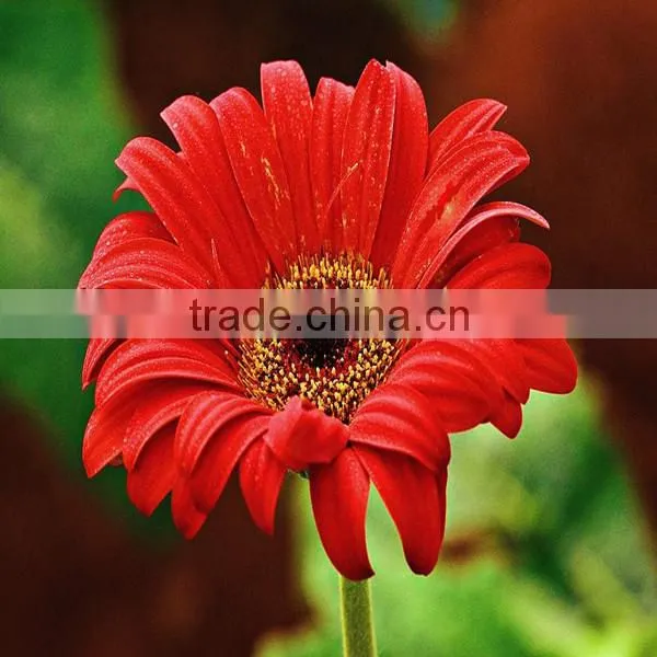 Popular Wholesale Fresh Cut Flower Various Gerbera Decoration Flowers photo-5