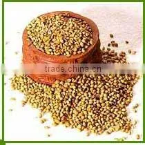 CORIANDER SEEDS