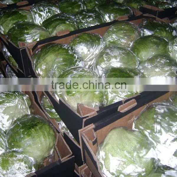 Fresh Cabbage