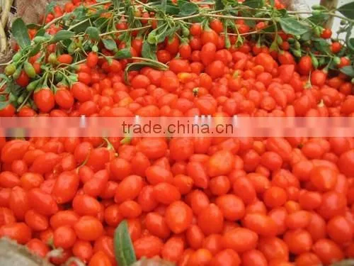 2016 New Crop From Ningxia Manufacture With Best Price photo-2