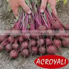 Canned Baby Beetroot Whole/Canned Food/Canned Vegetables photo-3