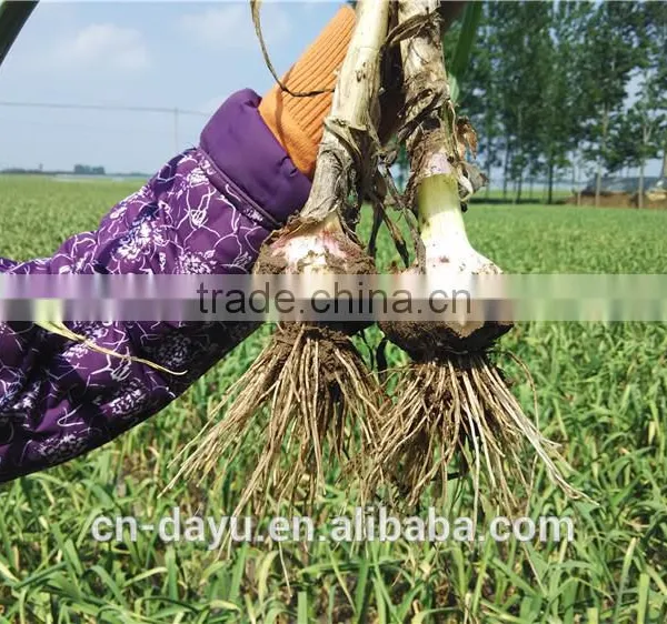 2016 Fresh Garlic Supplier photo-2