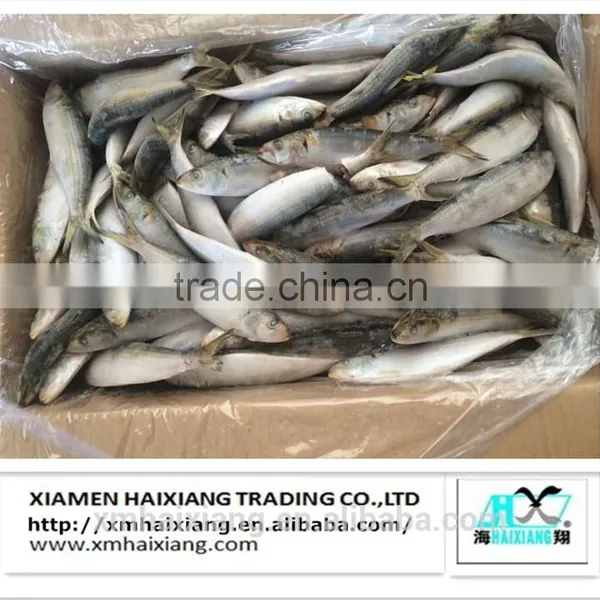 New Arrival Frozen Sardines for Bait photo-5