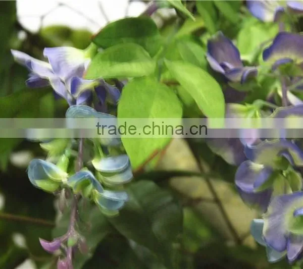 Home Garden Deco 50cm to 400 cm Hight Artificial Purple Large Chinese Wistaria EDHS1501 1602 photo-5