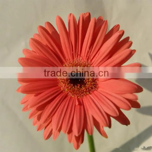 Wholesale Natural and Fresh Chrysanthemum Flowers From China photo-2