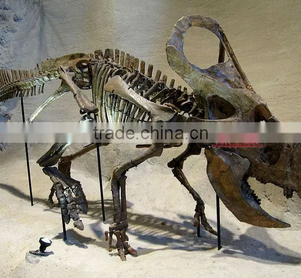 Museum Indoor Jurassic Park Dinosaur Skeleton Replicas