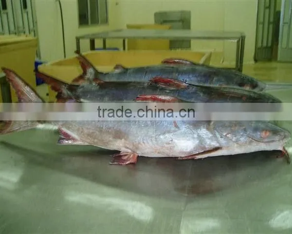 Cat Fish Whole Round