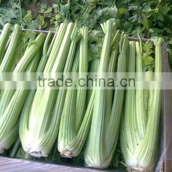 Chinese Fresh Celery photo-6