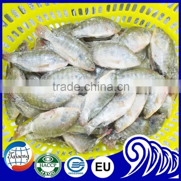 Best Price Tilapia Fish Farming Raised photo-2