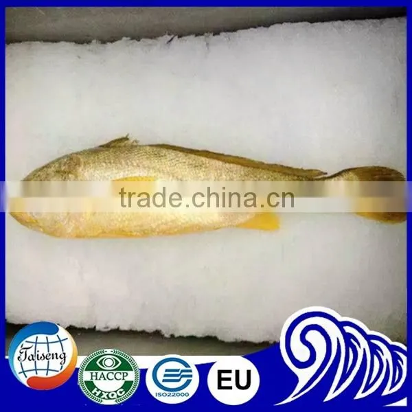 FDA BRC Whole Round Frozen Yellow Croaker Fish For Sale