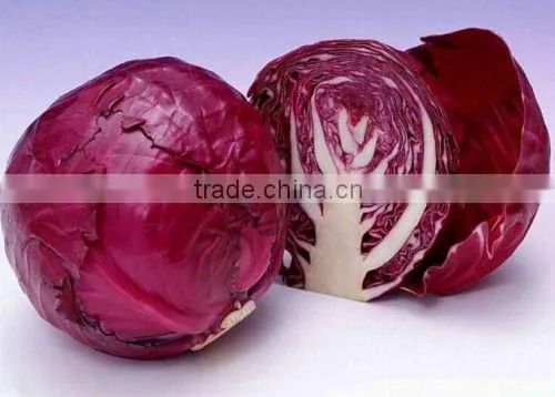 Chinese Fat Red Cabbage Fresh Purple Cabbage photo-2
