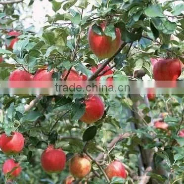 High Quality Chinese Red Star Apple Best Price Red Star Apples Sweet and Fresh Red Star Apples photo-4