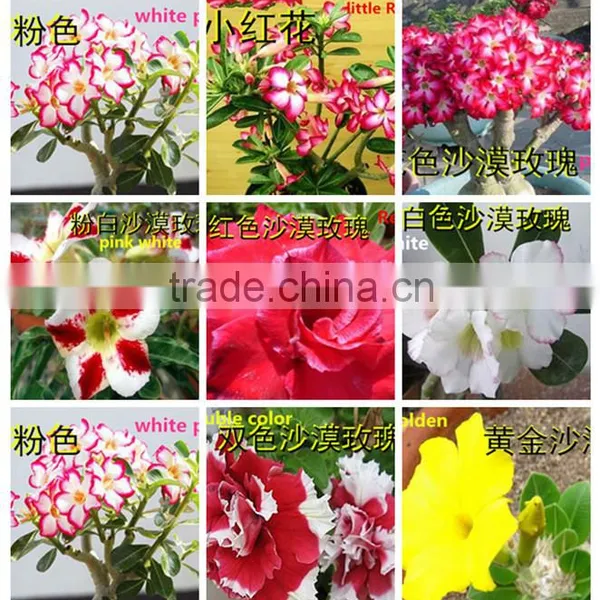 Desert Rose Seeds From China photo-2