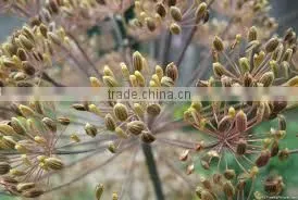 AJOWAN SEED 20% OIL photo-5