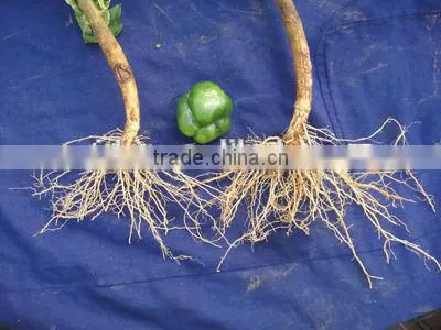 Organic Seaweed Root Stimulate Fertilizer photo-2