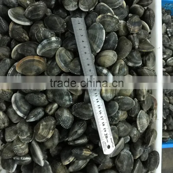 High Quality Frozen Vacuum Packed Short Necked Clam photo-6