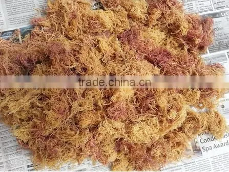 Euchema Spinosum With High Quality photo-6