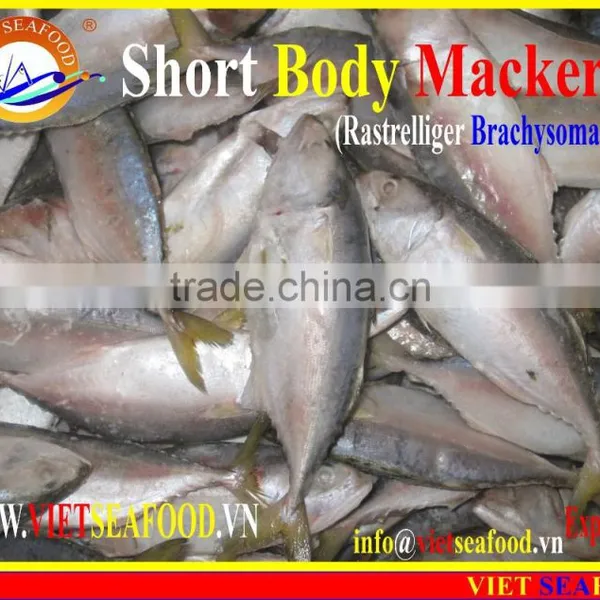 W/R FROZEN SHORT BODY MACKEREL photo-5
