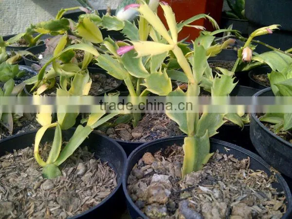 Schlumbergera Variegated Cactus Plant photo-2
