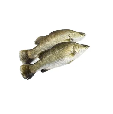 Frozen Barramundi