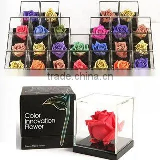 Color Changing Magic Rose