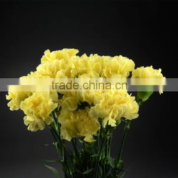 Color Liberty Best Selling Yellow Carnation Flowers photo-6